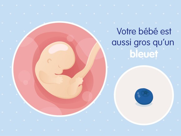 pregnancy-belly-fetal-development-week-7fr
