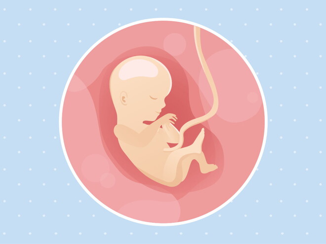 pregnancy week15 temporary pregnancy week15 temporary